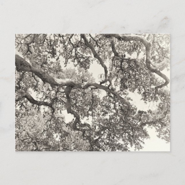 Cartão Postal Intertwined (Frente)