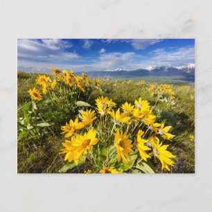 Cartão Postal Intervalo Nacional de Bison