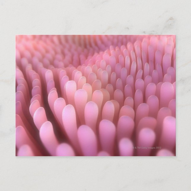 Cartão Postal Intestinal Villi 2 (Frente)
