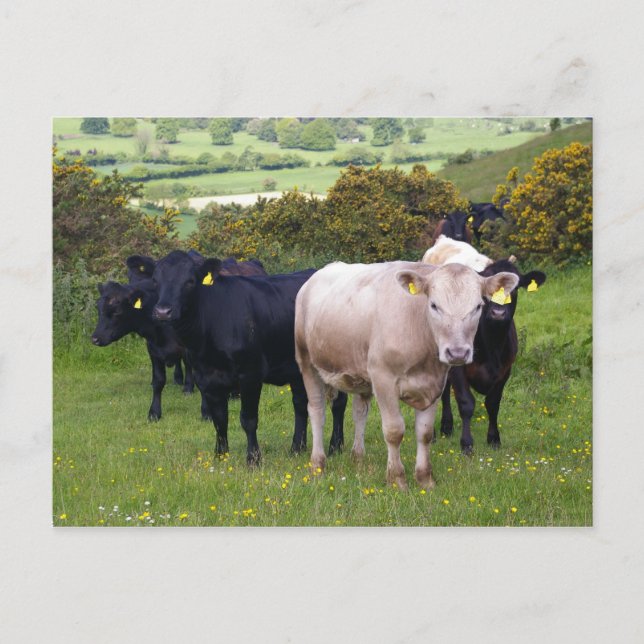 Cartão Postal Invasão (Frente)