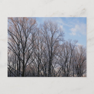 Cartão Postal Inverno Morning III Paisagem natural