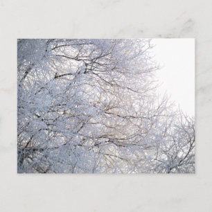 Cartão Postal Inverno Morning Neve Brandebulha Natureza