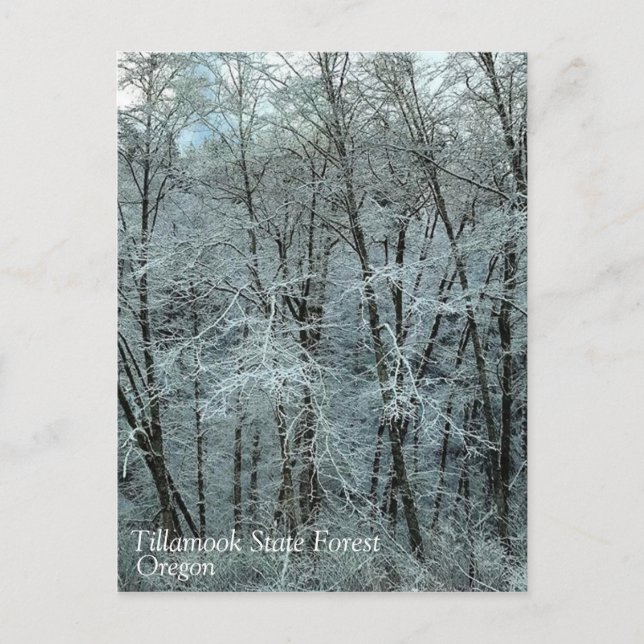 Cartão Postal Inverno na Floresta Estadual de Tillamook, Oregon (Frente)