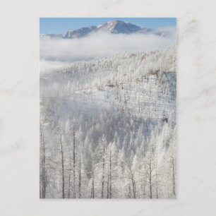 Cartão Postal Inverno na Floresta Nacional de Pike
