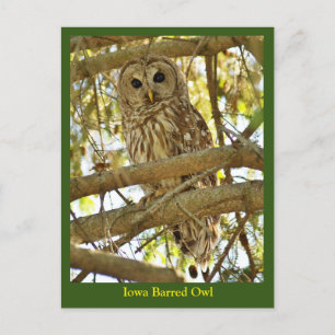 Cartão Postal Iowa Barred Owl