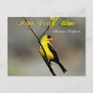 Cartão Postal Iowa State Bird - American Goldfinch
