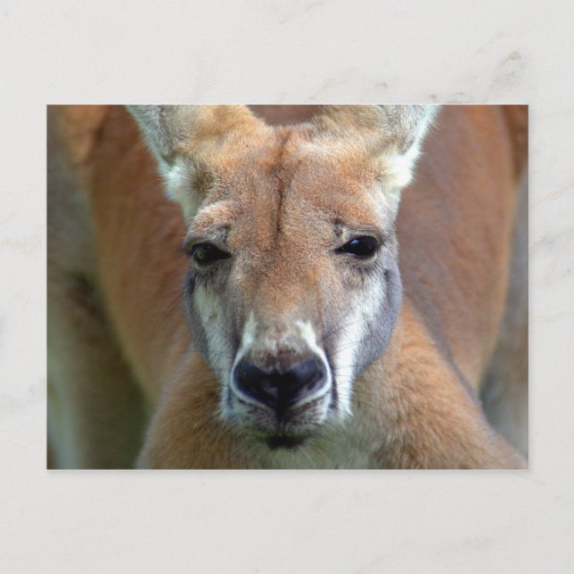 Cartão Postal ir embora (Frente)