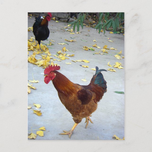 Cartão Postal Ir para o meu caminho (Frente)