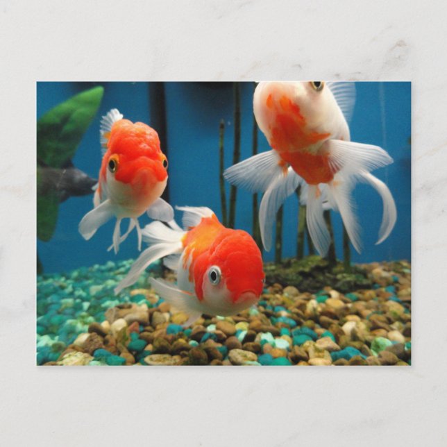 Cartão Postal Ir Peixe (Frente)