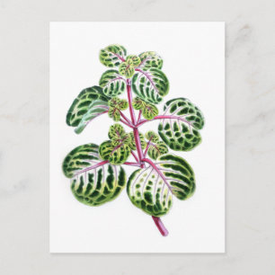 Cartão Postal Iresine Herbstii, Aureo-Reticulata