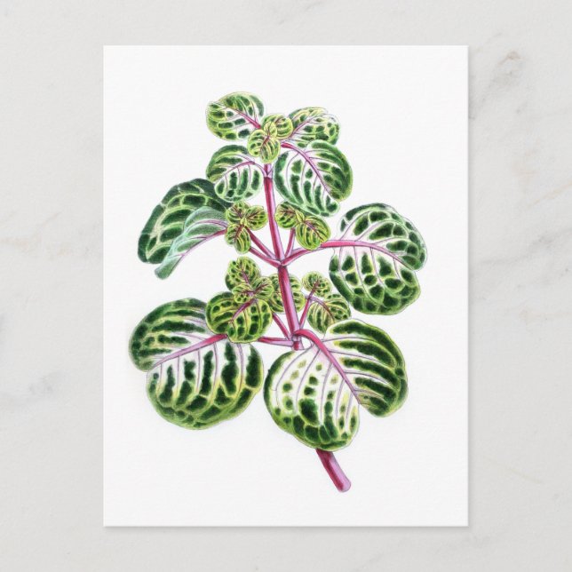 Cartão Postal Iresine Herbstii, Aureo-Reticulata (Frente)