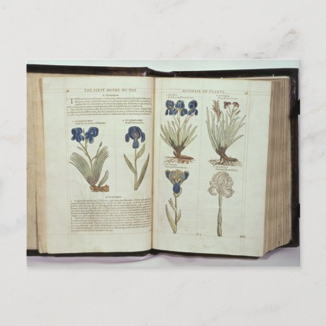 Cartão Postal Iris (Frente)