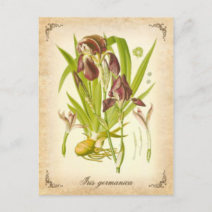Cartão Postal Iris Alemã - ilustração da safra