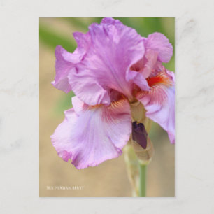 Cartão Postal Iris "Berry Persa" [Cartão Postal] ポ ス ト Eq