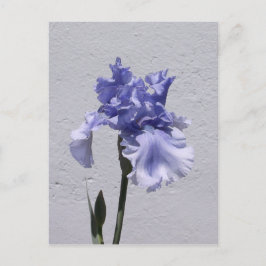 Cartão Postal Iris Bloom