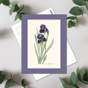 Cartão Postal Iris Botânica Roxa