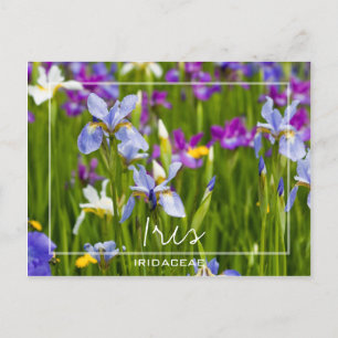 Cartão Postal Iris   Campo Iridaceae De Flores Foto Personalizad