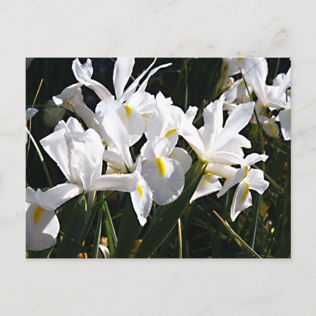 Cartão Postal Íris cardada (Frente)