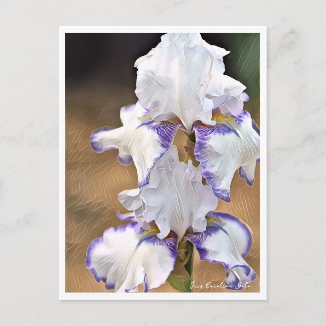 Cartão Postal Iris Carolina Gold (Frente)