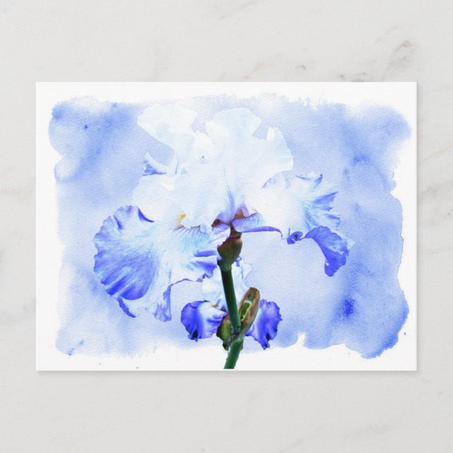 Cartão Postal Íris Com Mancas - Azul E Branco (Frente)