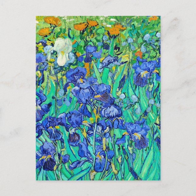 Cartão Postal Íris de Van Gogh  (Frente)