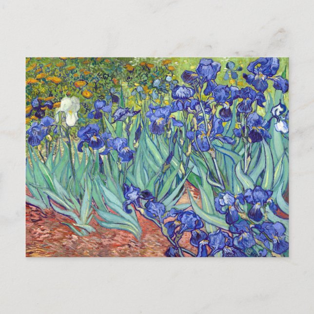 Cartão Postal Íris de Vincent van Gogh (Frente)