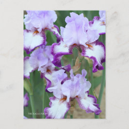 Cartão Postal Iris ‘Eagle Flight’ [Postcard] ポストカード