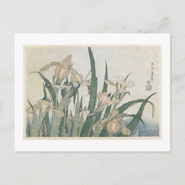 Cartão Postal Iris Flowers and Grafopper, c.1830-31 (Frente)