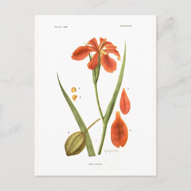 Cartão Postal Iris fulva (Frente)