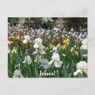 Cartão Postal Iris Garden 4