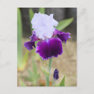 Cartão Postal Iris "Gay Parasol" [Cartão postal]