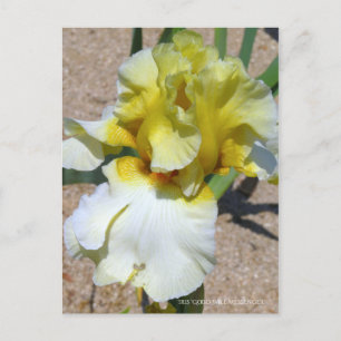 Cartão Postal Iris "Good Will Messenger" [Cartão Postal]
