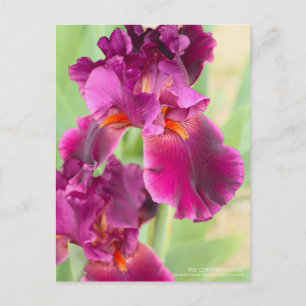 Cartão Postal Iris "Gypsy Romance":Cartão postal