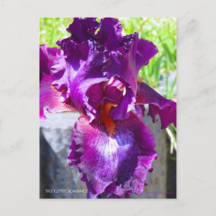 Cartão Postal Iris "Gypsy Romance"   [Cartão postal]