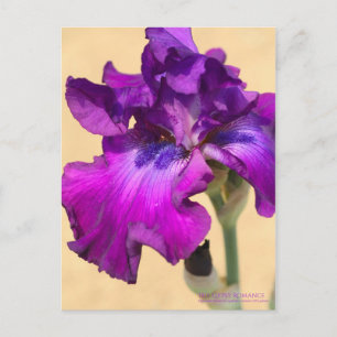 Cartão Postal Iris "Gypsy Romance"   [Cartão postal]