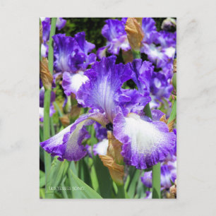 Cartão Postal Iris "Jessies Song" [Cartão Postal] ポ ス ト E