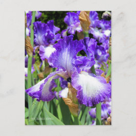 Cartão Postal Iris "Jessies Song" [Cartão Postal] ポ ス ト Equipe カ