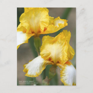 Cartão Postal Iris "Joyce Terry"   [Cartão postal]