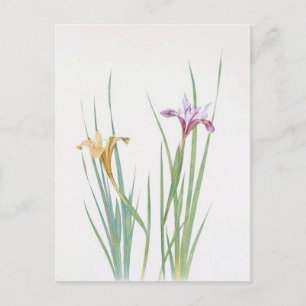 Cartão Postal Iris Macrosiphon por William Dykes