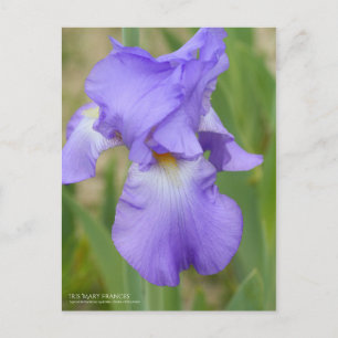 Cartão Postal Iris "Mary Frances" [Cartão postal]