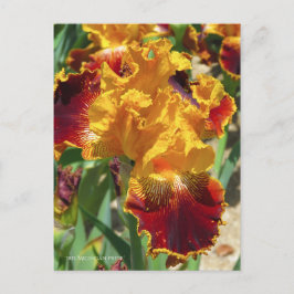 Cartão Postal Iris ‘Michigan Pride’ [Postcard] ポストカード