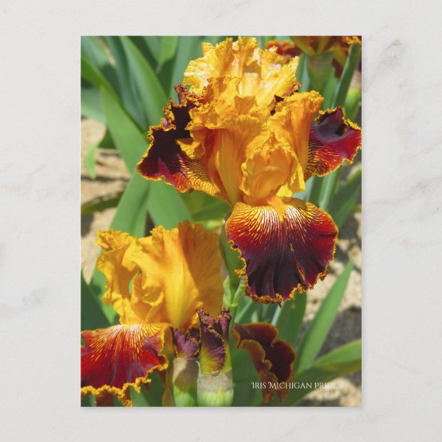 Cartão Postal Iris ‘Michigan Pride’ [Postcard] ポ ス ト Equipe カ (Frente)