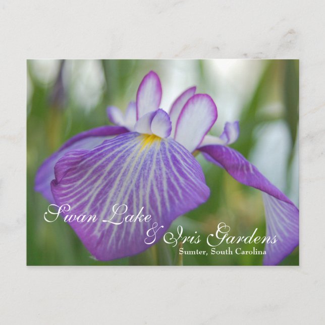 Cartão Postal Iris no lago de Swan, Sumter SC (Frente)