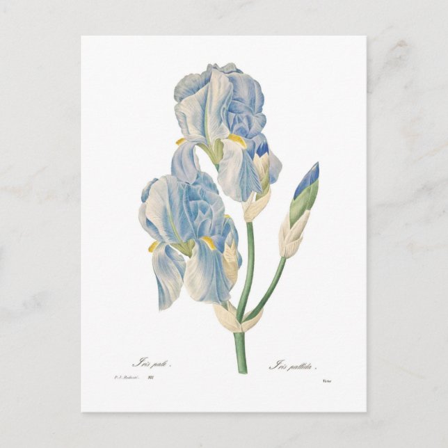 Cartão Postal Iris pallida (Frente)