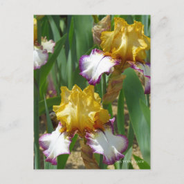 Cartão Postal Iris "Point Made" [Cartão Postal] ポ ス ト Equipe カ