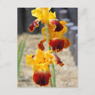 Cartão Postal Iris ‘Pride Michigan’:Cartão postal