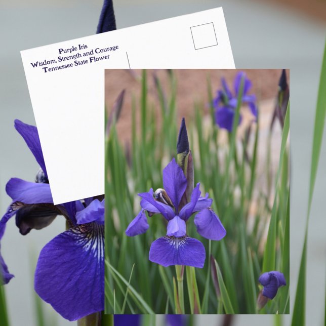 Cartão Postal Íris Roxa Botânica Floral Fotográfica (Criador carregado)