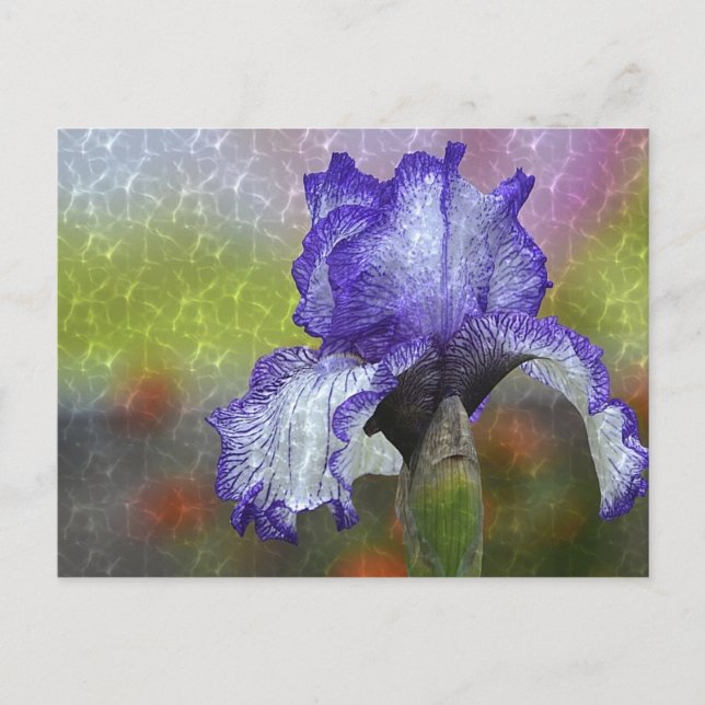 Cartão Postal Íris Roxo bonito (Frente)