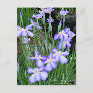 Cartão Postal Iris sanguinea:Cartão postal