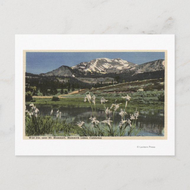 Cartão Postal Iris Selvagem Crescendo Perto Do Monte Mammoth (Frente)